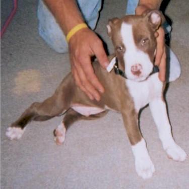 Combs-Campbell's Kane Pit Bull